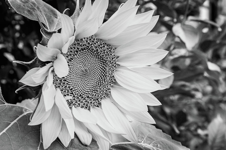 Sunflower #1 Black and White Photograph by Steve Templeton