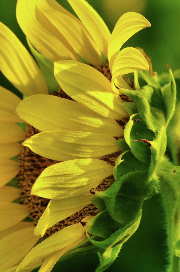 Sunflower 1 Photograph by Buddy Scott