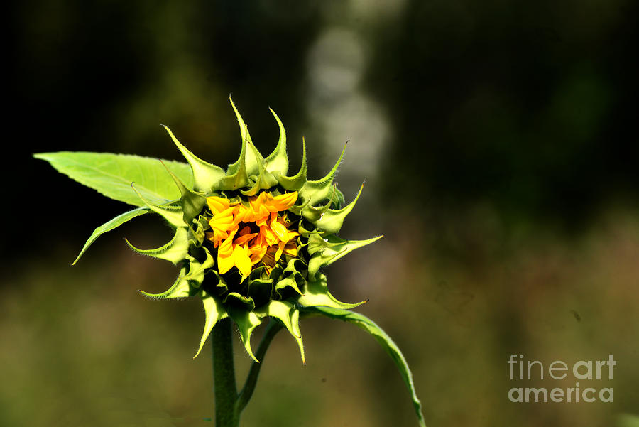 Sunflower 1 Photograph