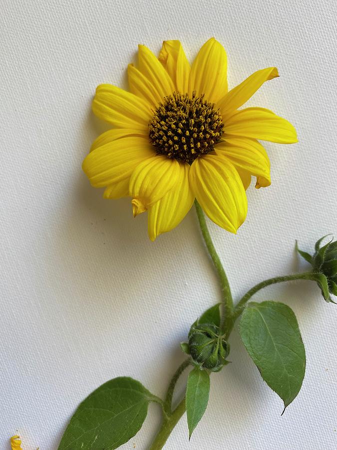 Sunflower 1 Photograph by Marilyn Borne