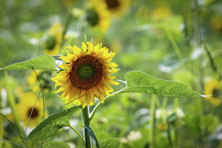 Nature Photograph - Sunflower 1 by Randy Bayne
