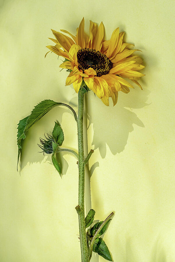 Sunflower Photograph - Sunflower 1 by Riley