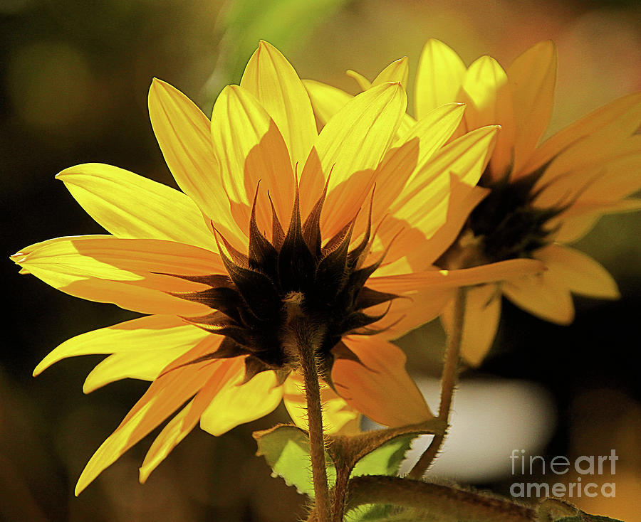 Sunflower 1 Photograph by Roland Stanke