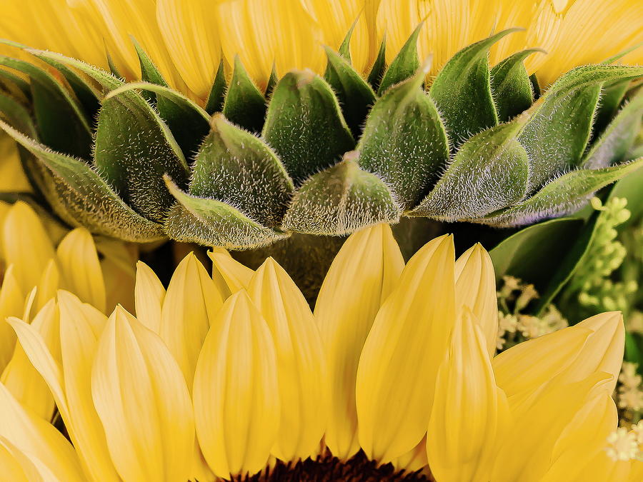 Sunflower 1 Photograph by Silvia Marcoschamer