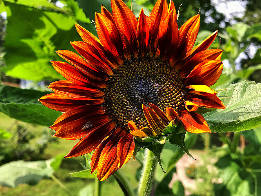 Sunflower 1 Photograph by Stephen Dorton