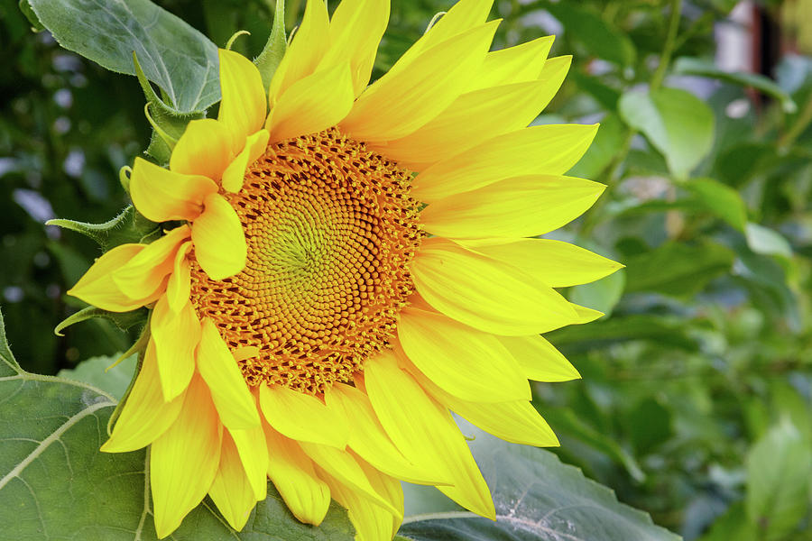 Sunflower #1 Photograph by Steve Templeton