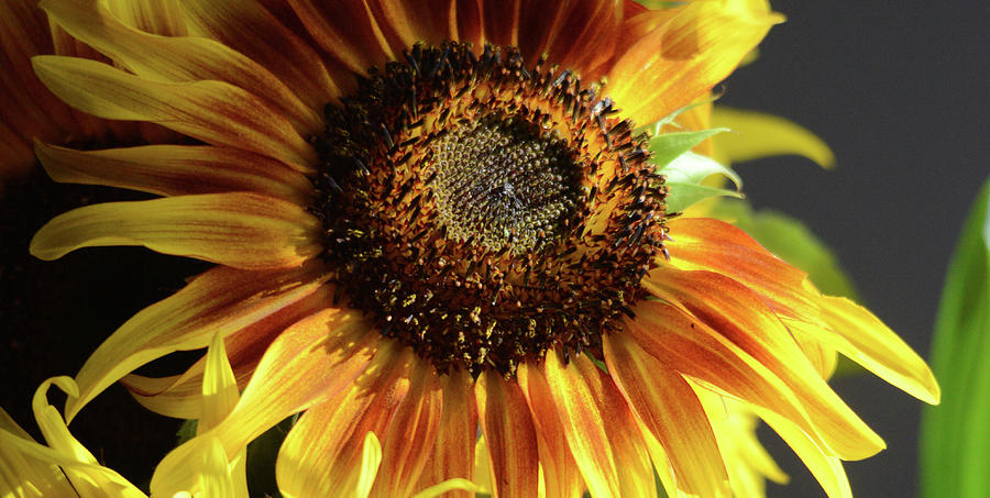 Sunflower 1 Photograph by Whispering Peaks Photography