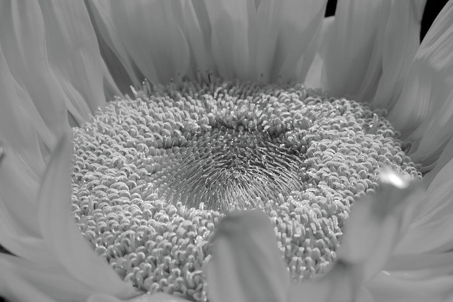 Sunflower 16 - BW Photograph by Pamela Critchlow