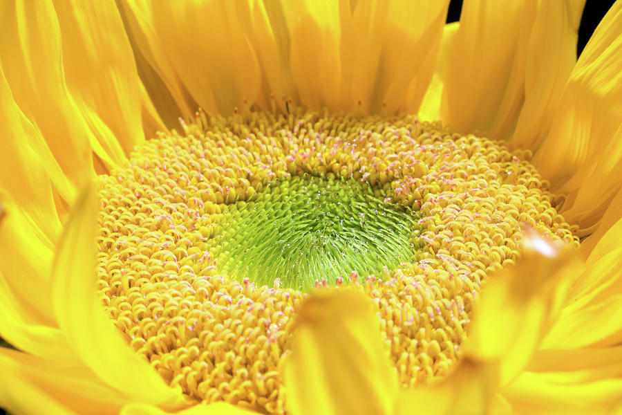 Sunflower 16 Photograph by Pamela Critchlow