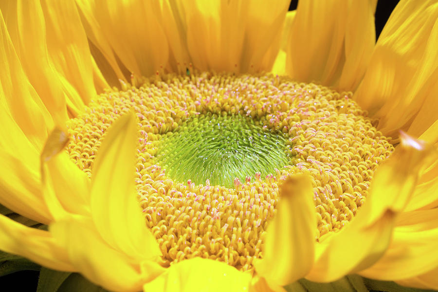 Sunflower 17 Photograph by Pamela Critchlow