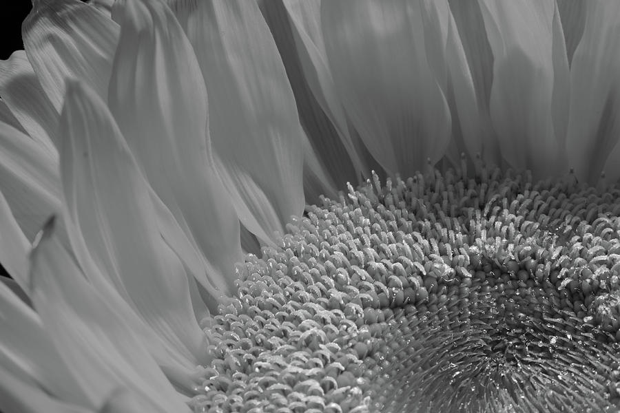 Sunflower 19 - BW Photograph by Pamela Critchlow