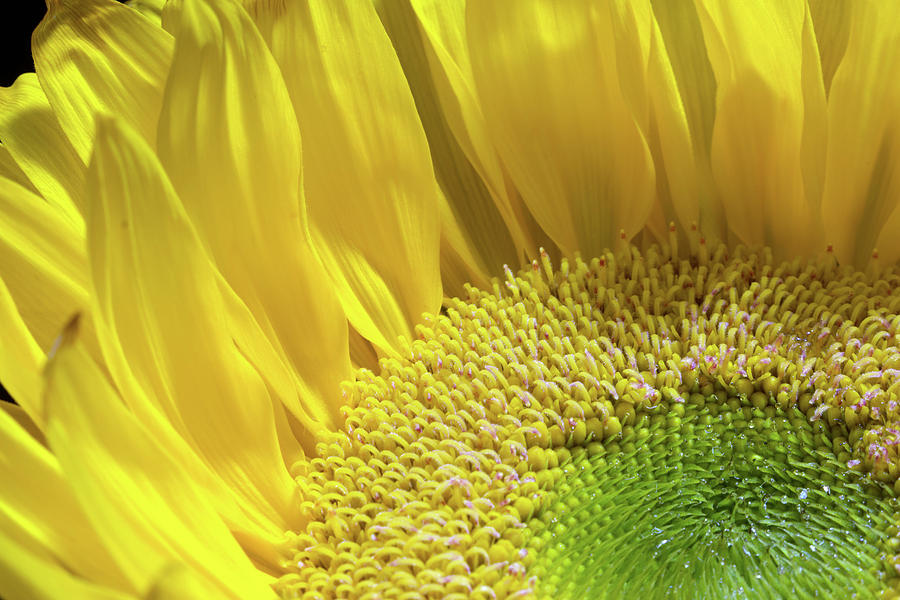 Sunflower 19 Photograph by Pamela Critchlow