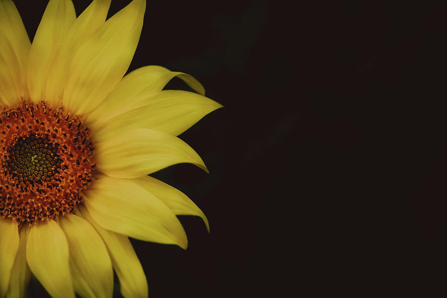Sunflower #2 Photograph by Ada Weyland