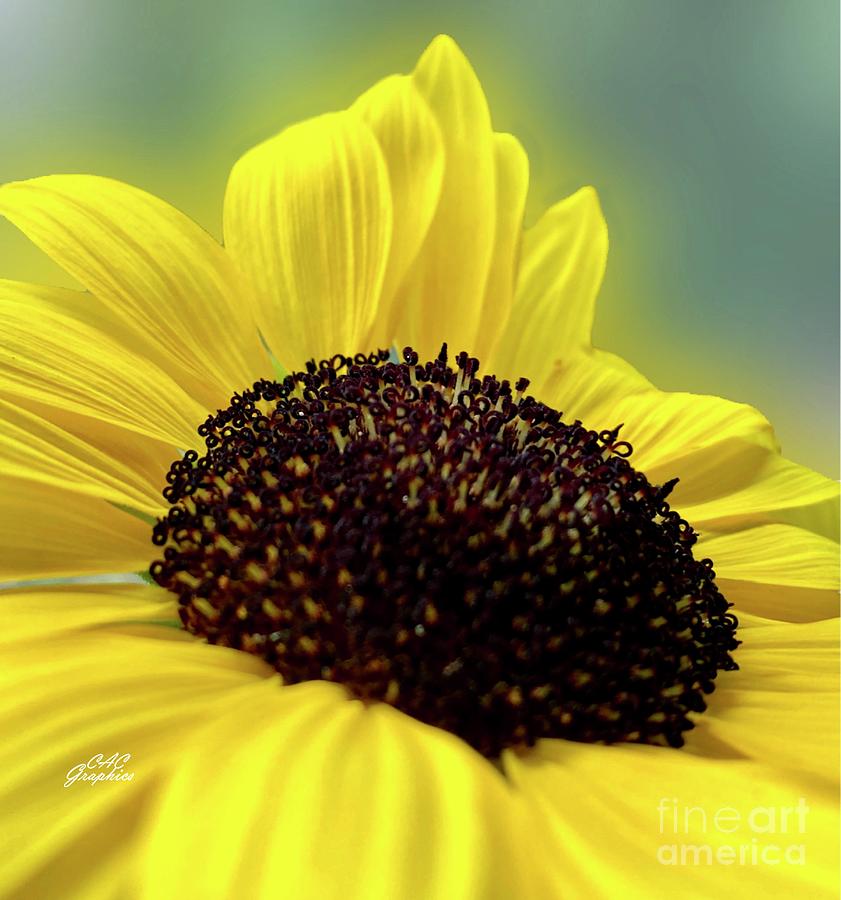 Sunflower 2 Photograph by CAC Graphics
