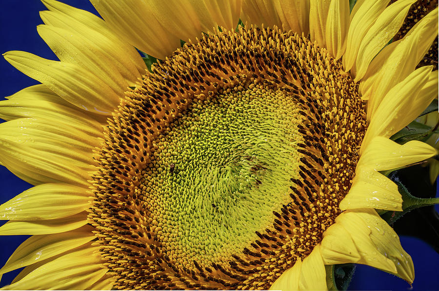 Sunflower 2 Photograph by Dimitry Papkov