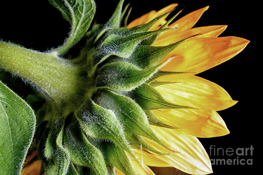 Sunflower 2 Photograph by Lynn Bolt