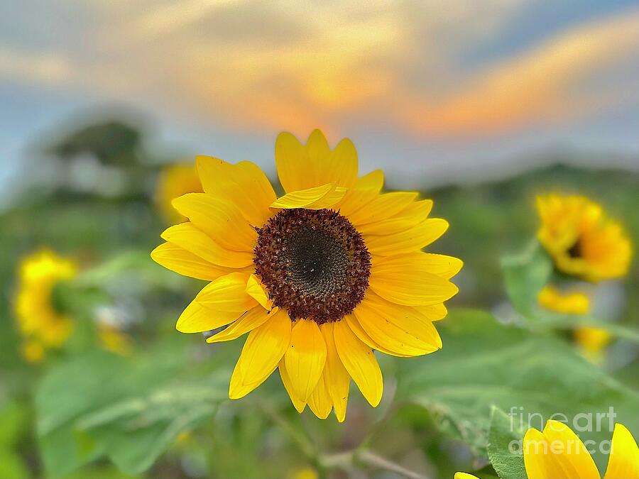 Sunflower 2 Photograph
