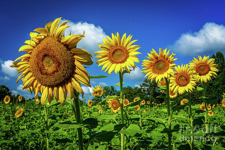 Sunflower 2 Photograph by Nick Zelinsky Jr