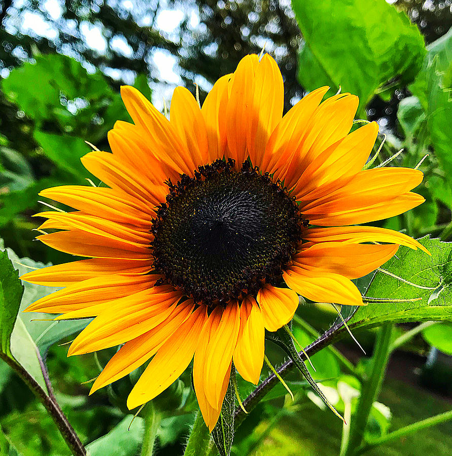Sunflower 2 Photograph by Stephen Dorton