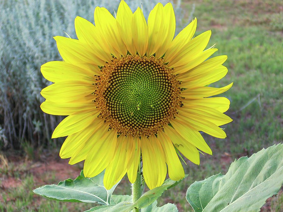 Sunflower #2 Photograph by Steve Templeton