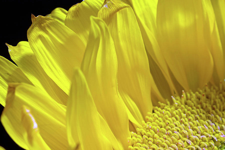 Sunflower 20 Photograph by Pamela Critchlow
