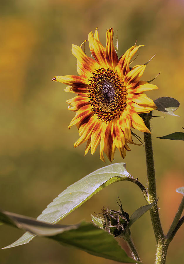 Sunflower 2019-1 Photograph by Thomas Young