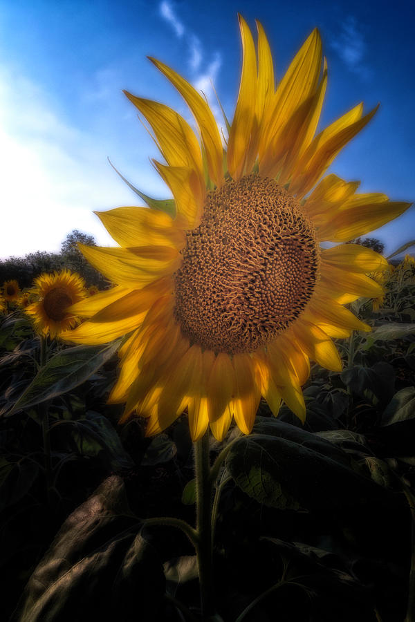 Sunflower 2021 2 Photograph by Wolfgang Stocker