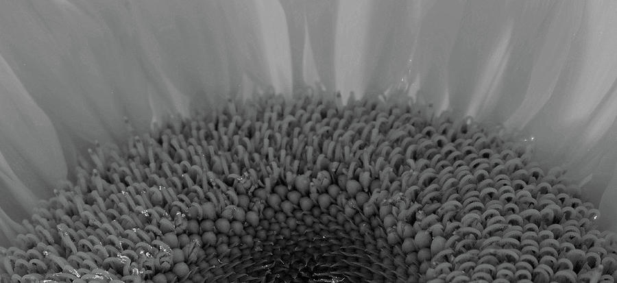 Sunflower 21 - BW Photograph by Pamela Critchlow