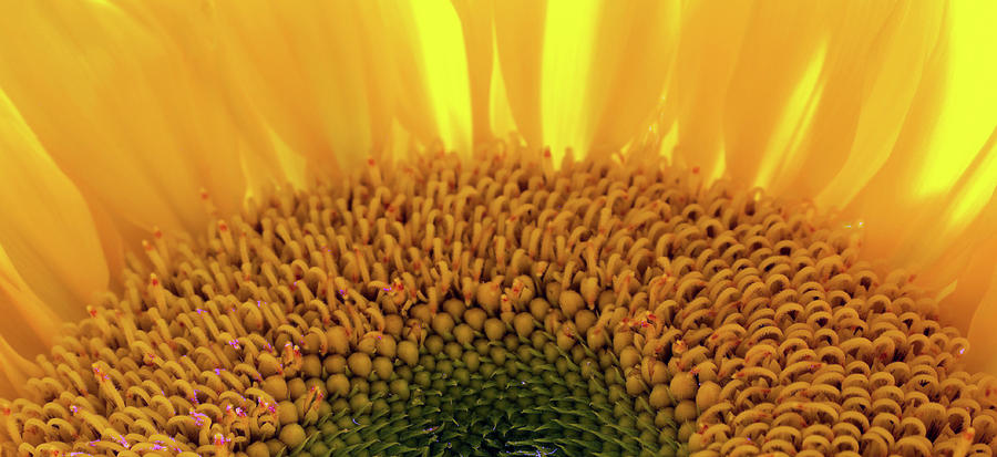 Sunflower 21 Photograph by Pamela Critchlow
