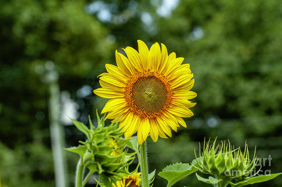 Sunflower 23 Photograph by Edward Sobuta