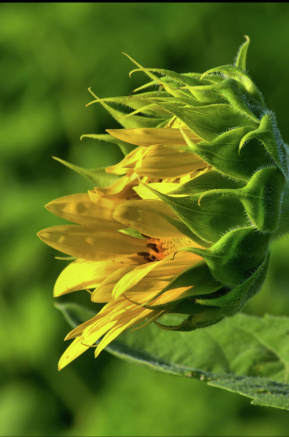 Sunflower 3 Photograph by Buddy Scott