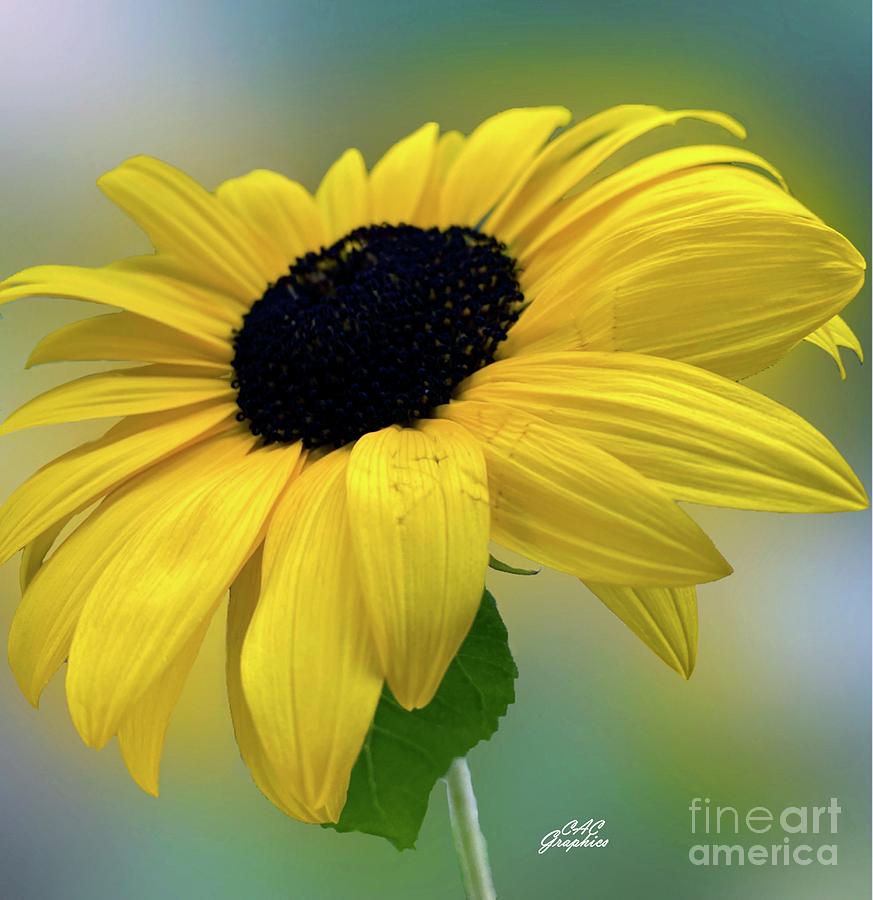 Sunflower 3 Photograph by CAC Graphics