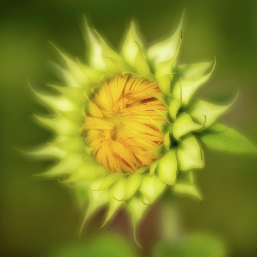 Sunflower-3 Photograph by Charles Hite
