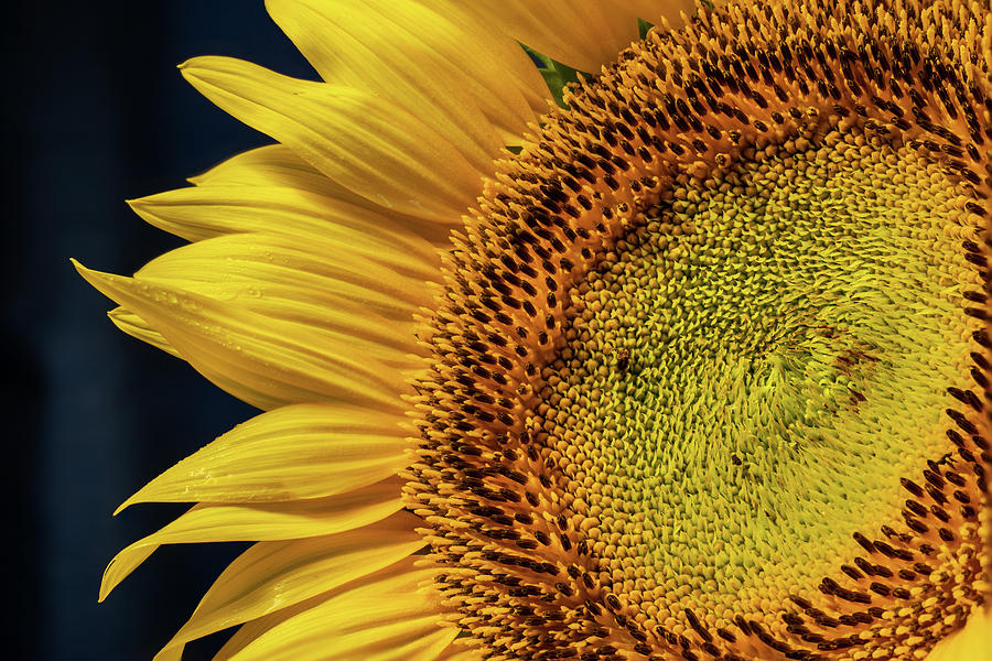 Sunflower 3 Photograph by Dimitry Papkov