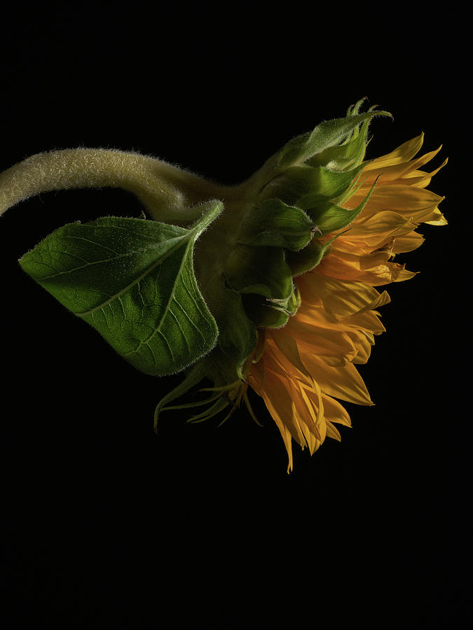 Flower Photograph - Sunflower 3 by Richard Rizzo