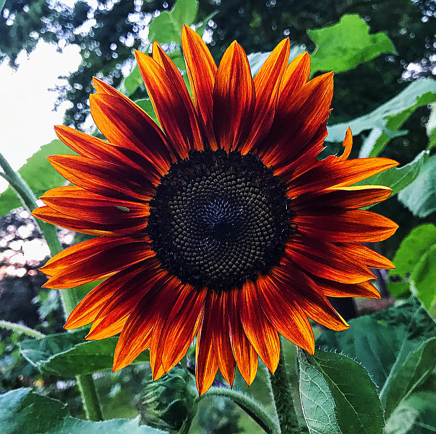 Sunflower 3 Photograph by Stephen Dorton