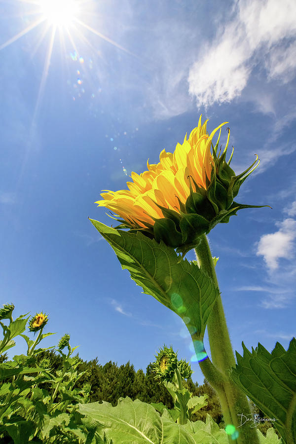 Sunflower #3765 Photograph by Dan Beauvais