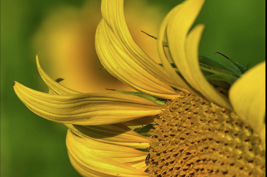 Sunflower 4 Photograph by Buddy Scott