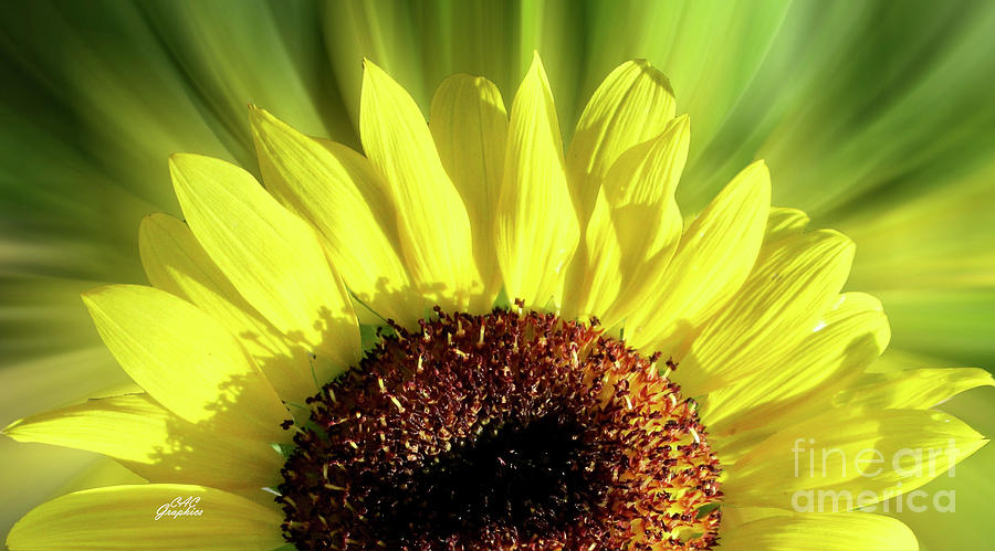 Sunflower 4 Photograph by CAC Graphics