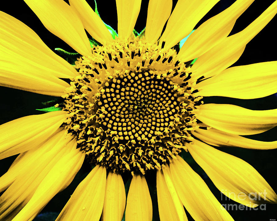 Sunflower 41 Photograph by Lizi Beard-Ward