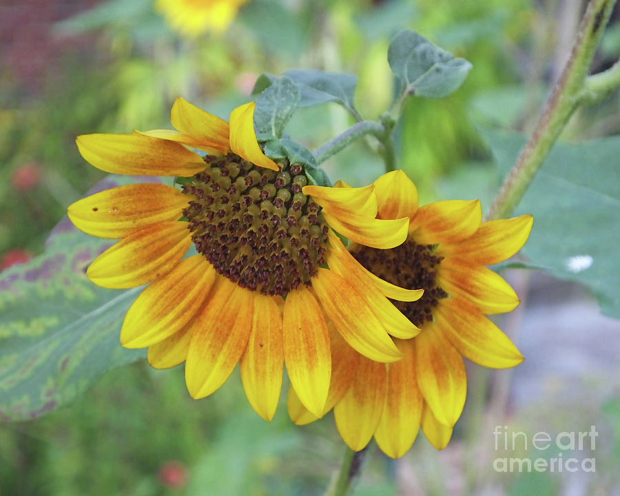 Sunflower 54 Photograph by Lizi Beard-Ward