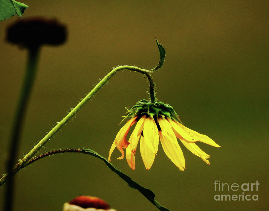 Sunflower 65 Photograph by Lizi Beard-Ward