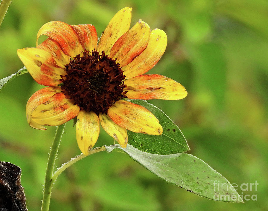 Sunflower 71 Photograph by Lizi Beard-Ward