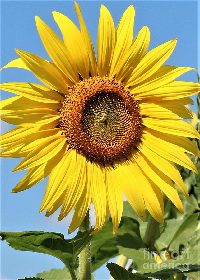 Sunflower Gold #7569 Photograph by Debrann Holmes - Fine Art America