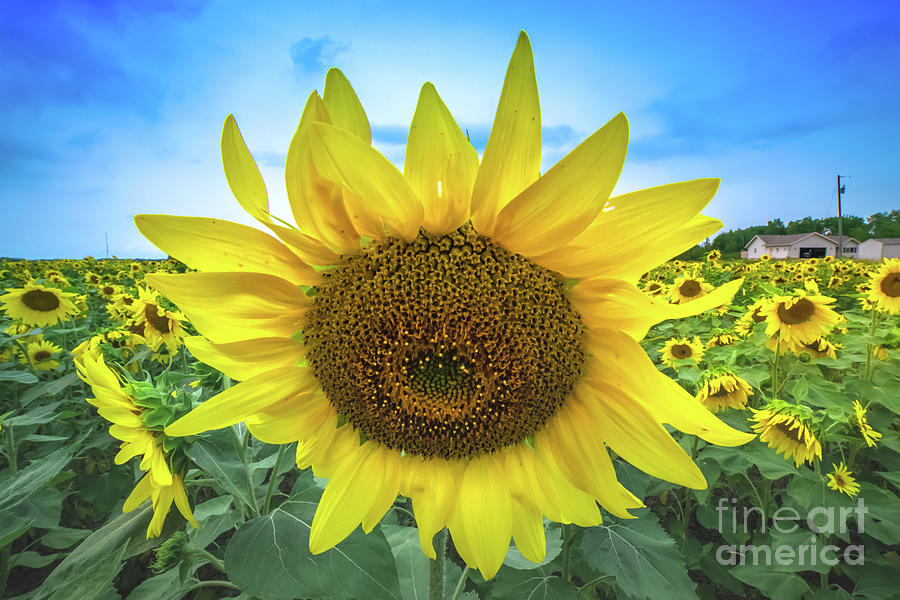Sunflower -9700 Photograph by Norris Seward