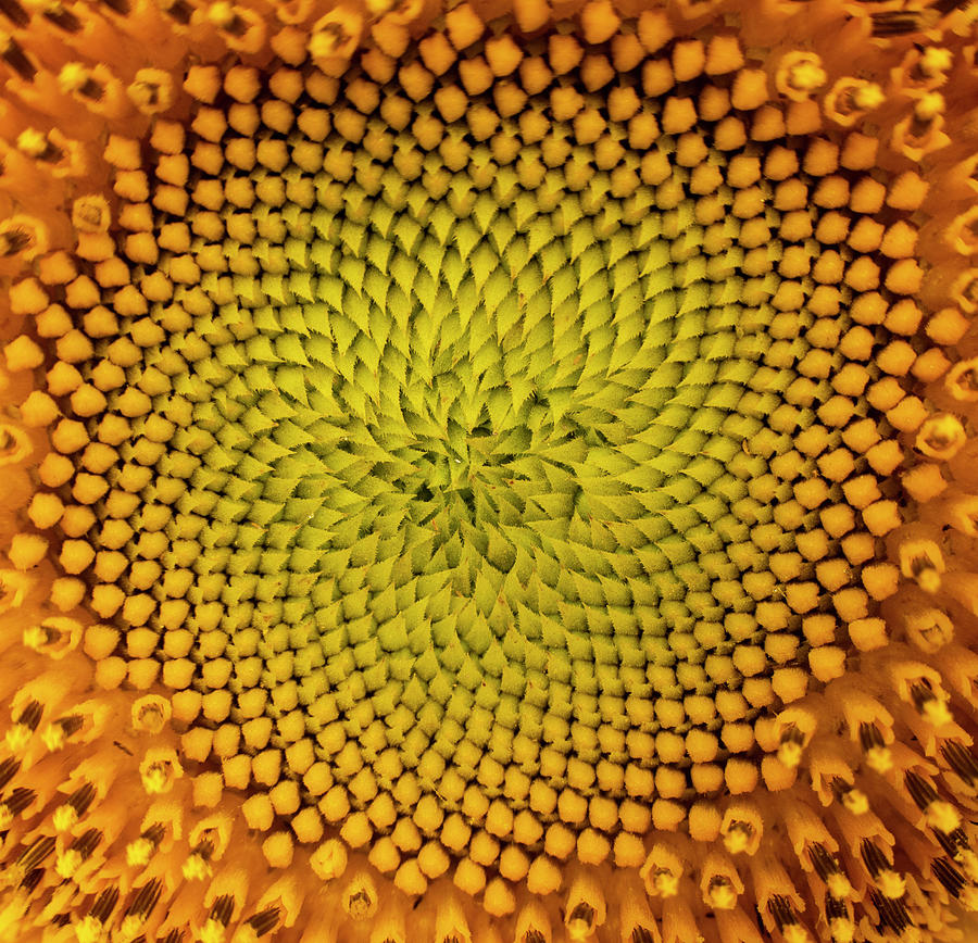 Sunflower Abstract Photograph by Karen Rispin