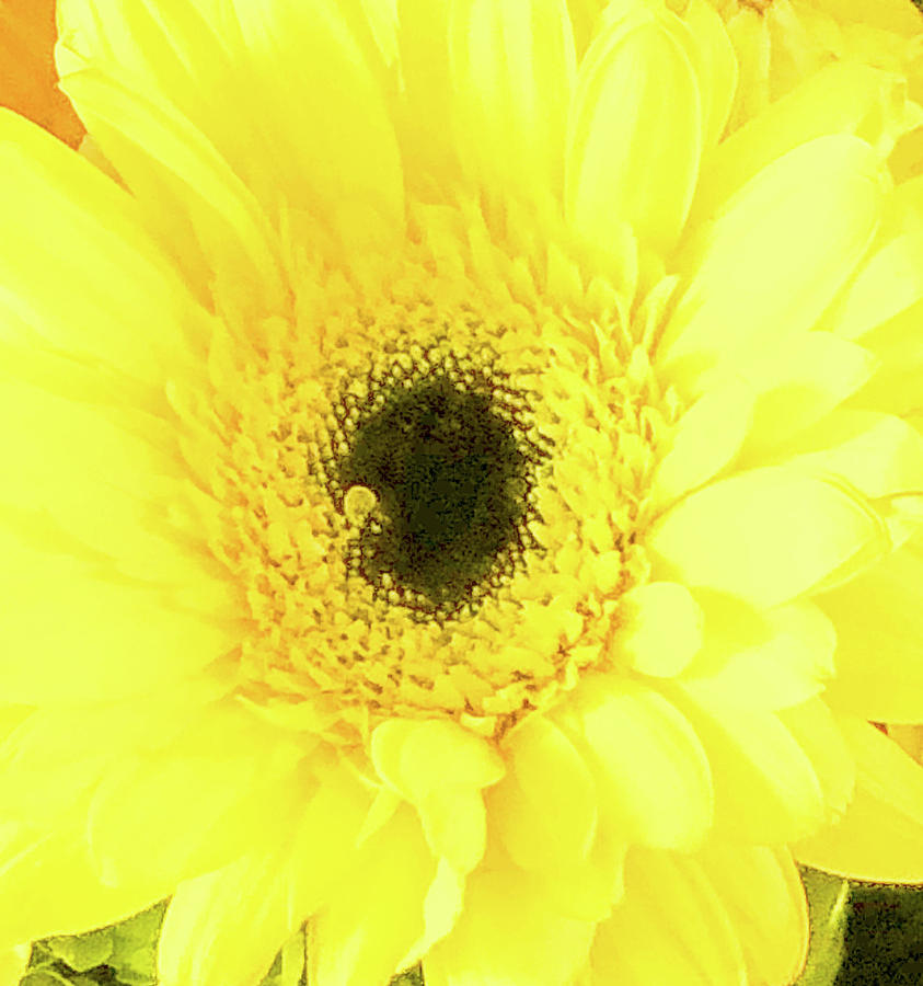 Sunflower Abstract Photograph by Lorraine Palumbo