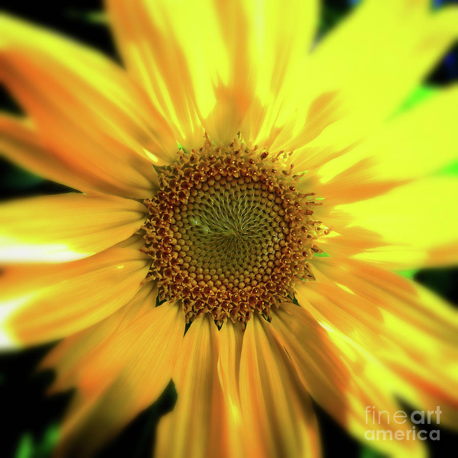 Sunflower Abstract Photograph by Scott Cameron
