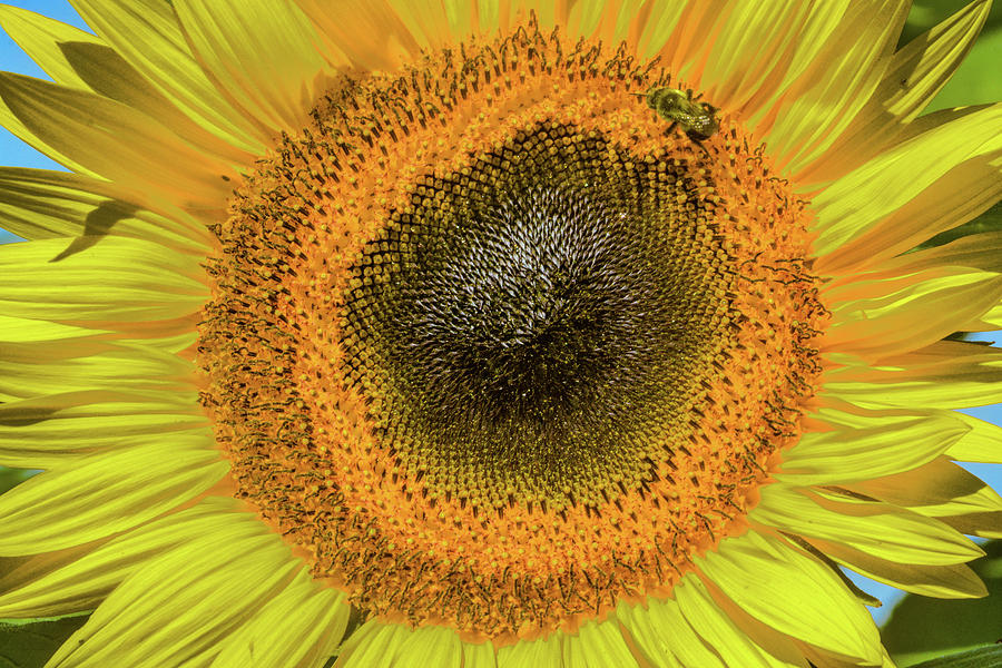 Sunflower Photograph by Addison Likins Sunflower Photograph by Addison Likins