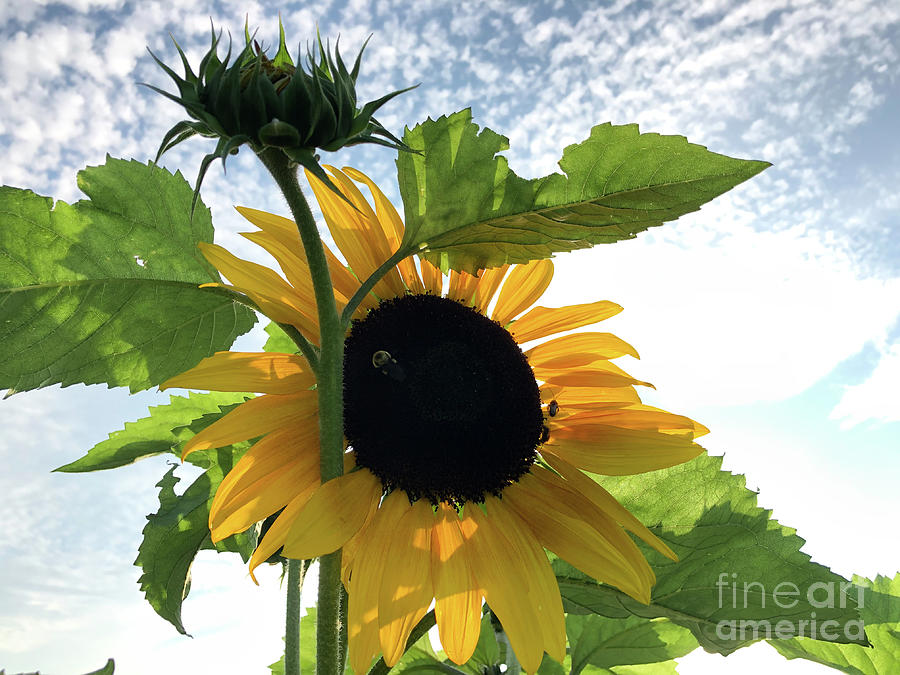 Sunflower Photograph by Adrienne Franklin